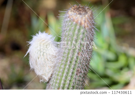 Cactus Flower Laolaku Cactus Flower Laolaku 117430611
