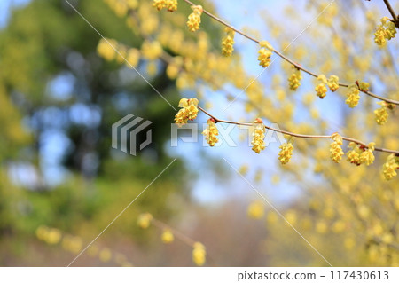 可愛的土佐水花 可愛的土佐水花 117430613