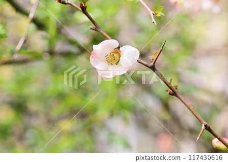Refreshing Japanese quince flower 117430616