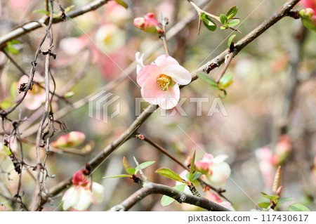 Refreshing Japanese quince flower 117430617