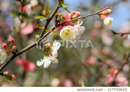 Refreshing Japanese quince flower Refreshing Japanese quince flower 117430618