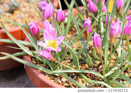 Cute tulip flower Humilis 117430715