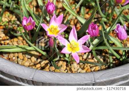 可愛的鬱金香花 humilis 117430716