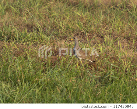 A grassland lit by the morning sun 117430943