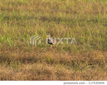 A grassland lit by the morning sun 117430944