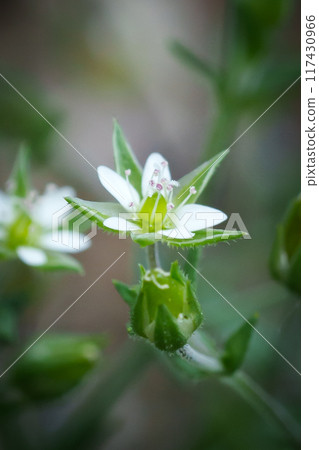 Arenaria leptoclados Arenaria leptoclados 117430966