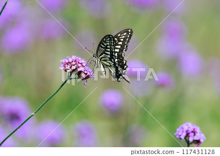 Butterfly resting on verbena, Awaji Flower Gallery 117431128