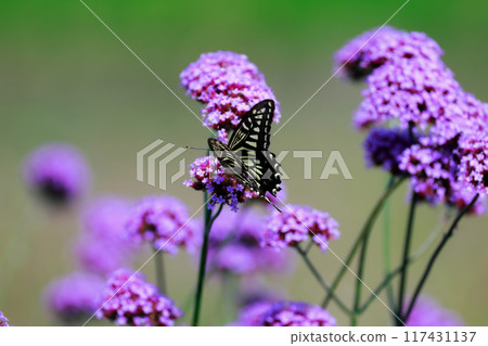 Butterfly resting on verbena, Awaji Flower Gallery Butterfly resting on verbena, Awaji Flower Gallery 117431137