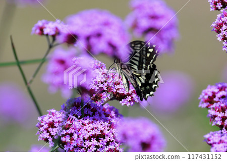 Butterfly resting on verbena, Awaji Flower Gallery 117431152