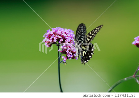 蝴蝶棲息在馬鞭草淡路花路 117431155