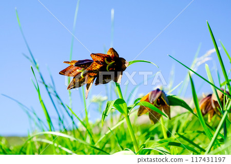 Black lilies blooming on the plateau Black lilies blooming on the plateau 117431197