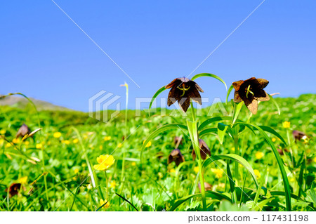 高原上盛開的黑百合 117431198