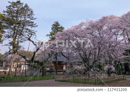 盛開的櫻花樹 117431200