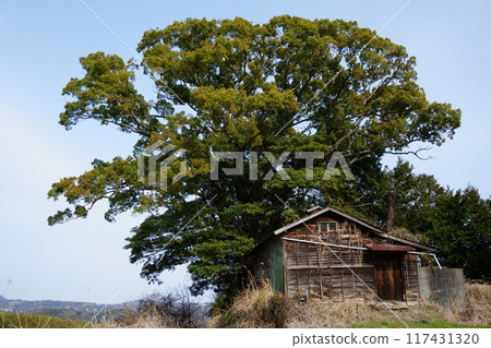 A hut under a big tree 117431320