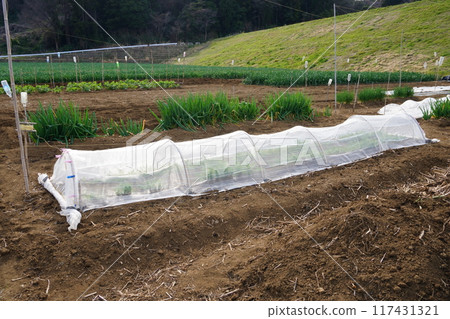 Plastic greenhouses where crops are carefully grown 117431321