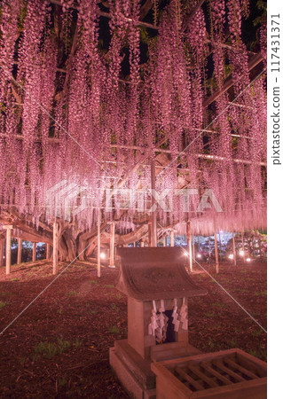 紫藤 紫藤 117431371