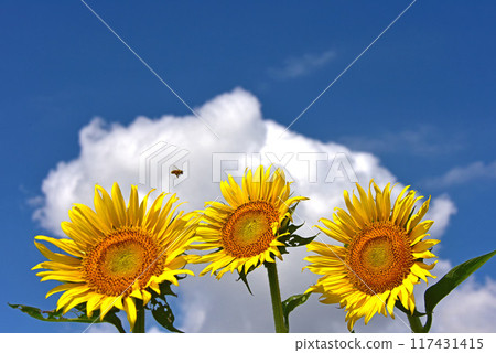 Sunflowers blooming in midsummer Sunflowers blooming in midsummer 117431415