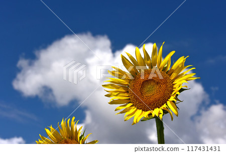 Sunflowers blooming in midsummer 117431431