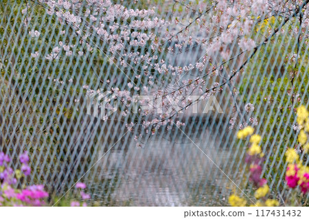 Rape blossoms and cherry blossoms reflected on the water surface Rape blossoms and cherry blossoms reflected on the water surface 117431432