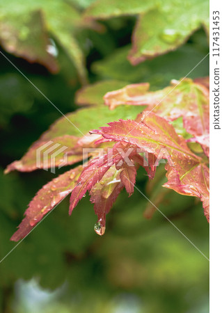 A close-up of autumn leaves that look like they will soon be covered in droplets A close-up of autumn leaves that look like they will soon be covered in droplets 117431453
