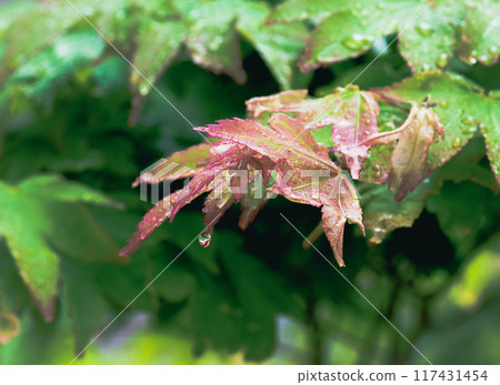 秋天的樹葉滴著雨滴 117431454
