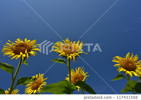 盛夏盛開的向日葵花 盛夏盛開的向日葵花 117431508