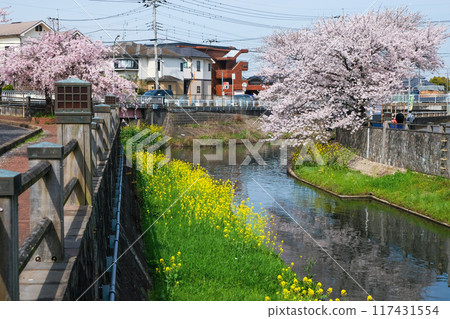 櫻花、油菜花盛開的河景 櫻花、油菜花盛開的河景 117431554
