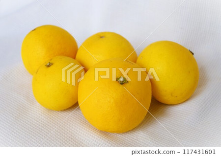 西內小夏 117431601