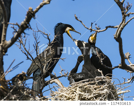 Cormorant family in the nest 117431613