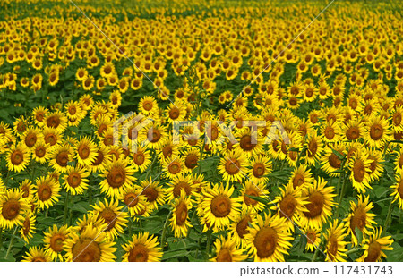 盛夏盛開的向日葵花 盛夏盛開的向日葵花 117431743