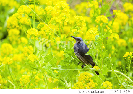 油菜田中的鵯 油菜田中的鵯 117431749