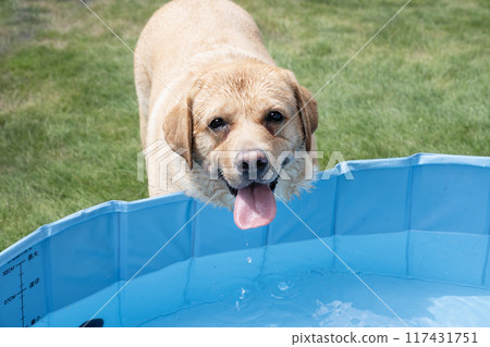 Smiling Labrador Retriever Playing in Water Smiling Labrador Retriever Playing in Water 117431751