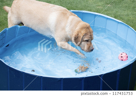 拉布拉多獵犬在水中玩耍 117431753