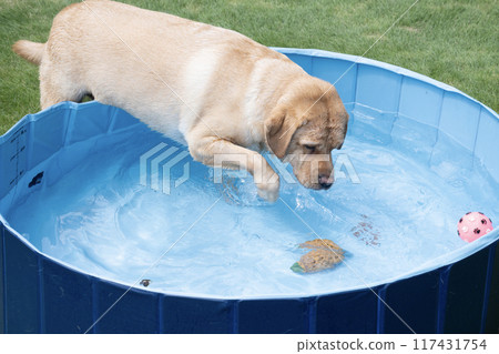 拉布拉多獵犬在水中玩耍 拉布拉多獵犬在水中玩耍 117431754