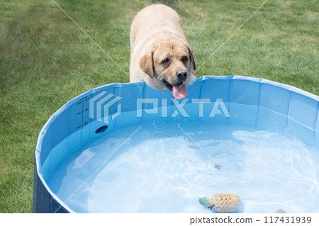 拉布拉多獵犬在水中玩耍 拉布拉多獵犬在水中玩耍 117431939