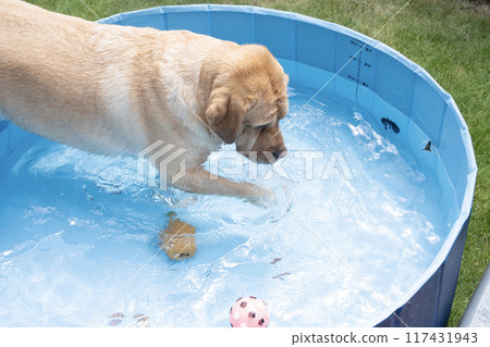 Labrador retriever playing in the garden Labrador retriever playing in the garden 117431943
