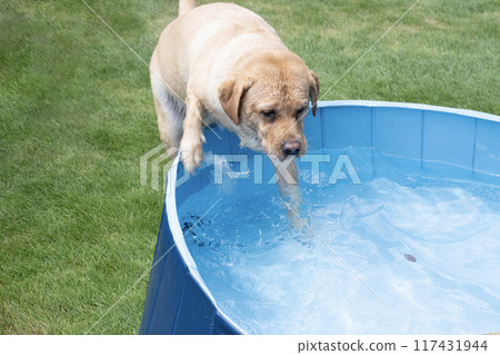 Labrador retriever playing in water 117431944