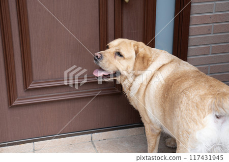 Smiling Labrador Retriever at the Door Smiling Labrador Retriever at the Door 117431945