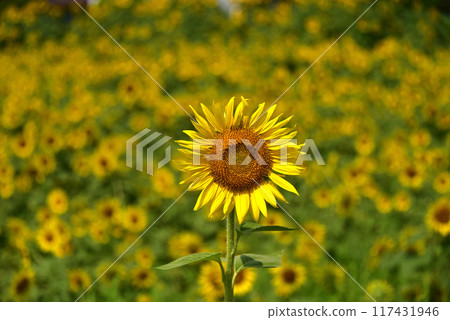盛夏盛開的向日葵花 盛夏盛開的向日葵花 117431946