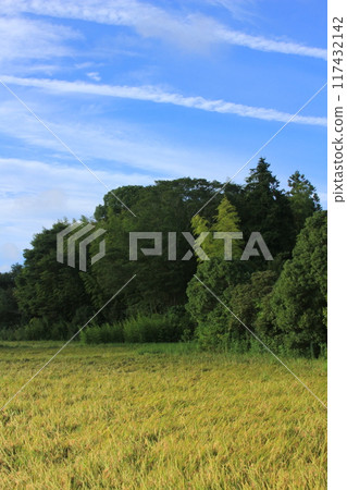 Waiting for the rice harvest in Satoyama Waiting for the rice harvest in Satoyama 117432142