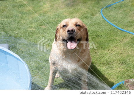 Labrador retriever playing in water 117432346