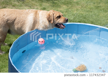 Labrador retriever playing in water 117432347