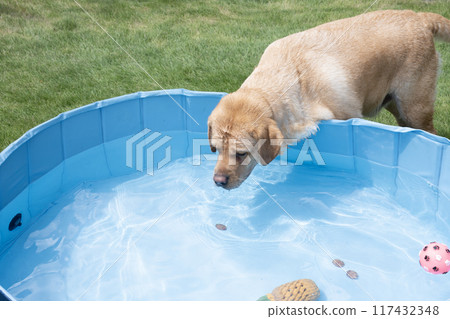 拉布拉多獵犬在水中玩耍 117432348