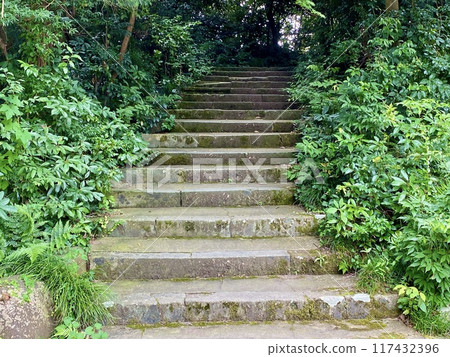 Stairs leading into the forest Stairs leading into the forest 117432396