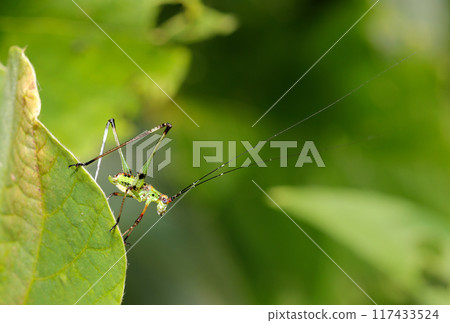 蘆葦甲蟲的近終齡幼蟲，觸角長，沒有翅膀（自然光+頻閃微距特寫） 117433524