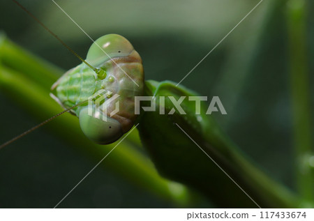 A portrait of a predator mantis hiding in the darkness of the grass leaves, aiming for prey (natural light + strobe macro) A portrait of a predator mantis hiding in the darkness of the grass leaves, aiming for prey (natural light + strobe macro) 117433674