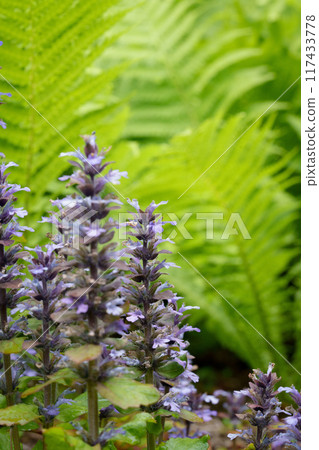 草悟哲與西十二一兵衛 117433778