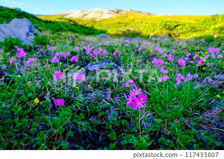 白山山麓盛開的白山小櫻 白山山麓盛開的白山小櫻 117433807