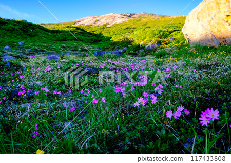 Flower fields at the foot of the mountain 117433808