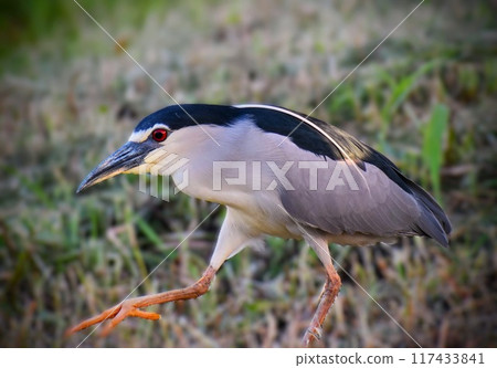 The nocturnal night heron appears 117433841